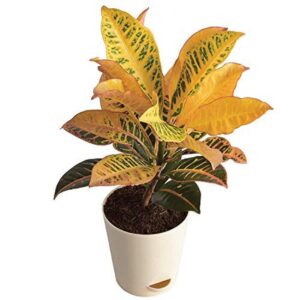 Puspita Nursery Croton Petra Live Plant With Pot