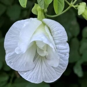 Puspita Nursery Aparajita Flower Plant ( White)