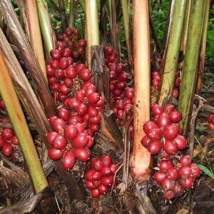 Badi Elaichi, Black Cardamom - Plant