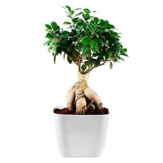 Puspita Nursery Ficus Microcarpa Indoor Plant With Pot