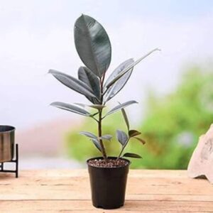 Rubber Tree, Rubber Plant, Ficus Elastica - Plant