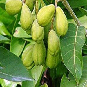 Puspita Nursery Live Haritaki Plant