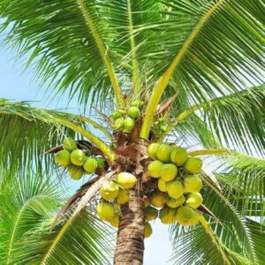 "Puspita Nursery’s Premium Kerala Coconut Plant – High-Yield, Fast-Growing, and Perfect for Tropical Gardens!"