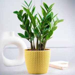 Puspita Nursery ZZ Plant, Zamia Air Purifer Plant With Pot (Zamioculcas Zamiifolia)