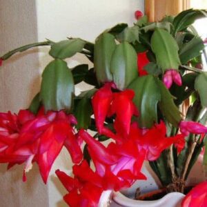 Zygo Cactus Christmas Flower Indoor Plant With Pot