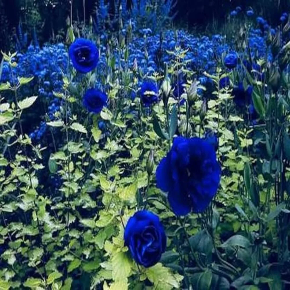 Puspita Nursery Blue rose grafted plant - Image 2