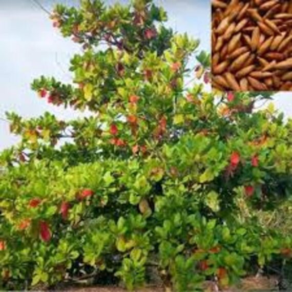 Badam Tree, Indian Almond Tree, Terminalia Catappa - Plant