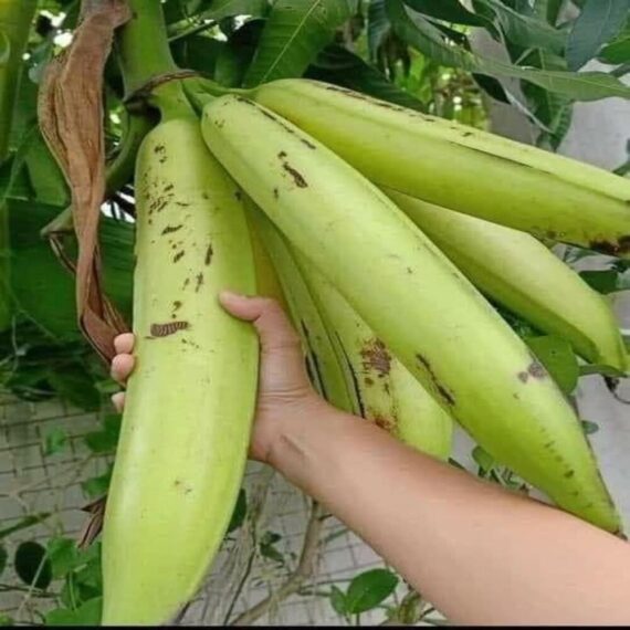 Banana Plant