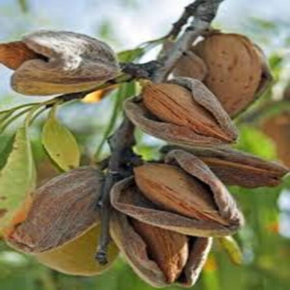 Badam Tree, Indian Almond Tree, Terminalia Catappa - Plant