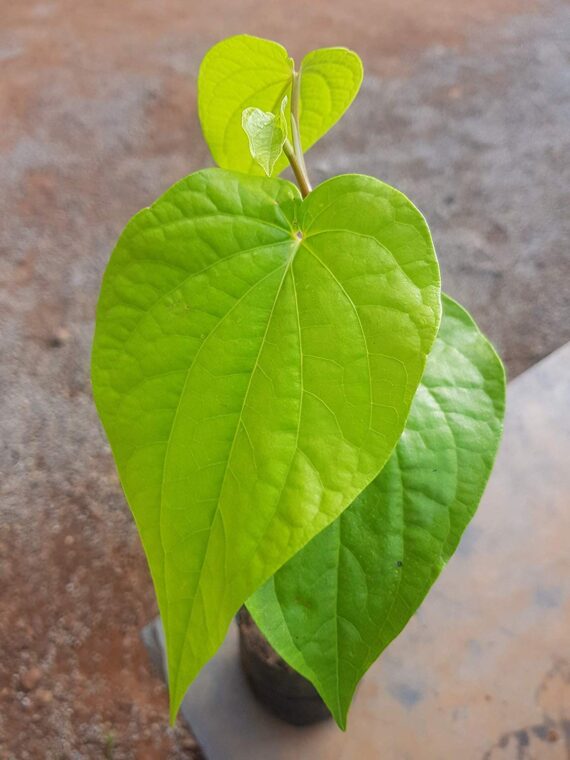 Puspita Nursery " Betel Leaf Plant | Aromatic Paan Leaves for Home Garden"