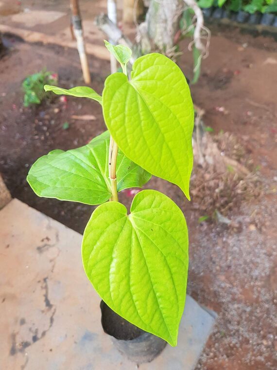 Puspita Nursery " Betel Leaf Plant | Aromatic Paan Leaves for Home Garden"