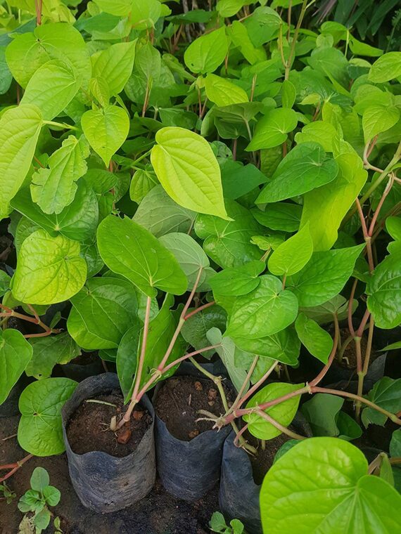 Puspita Nursery " Betel Leaf Plant | Aromatic Paan Leaves for Home Garden"