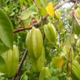 Puspita Nursery Thai Star Fruit Sweet Kamrakh Plant