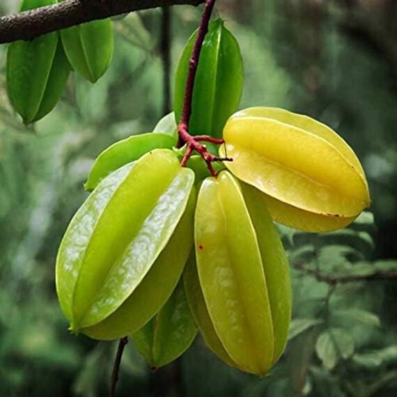 Puspita Nursery Thai Star Fruit Sweet Kamrakh Plant