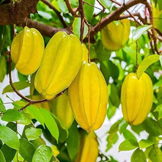 Puspita Nursery Thai Star Fruit Sweet Kamrakh Plant