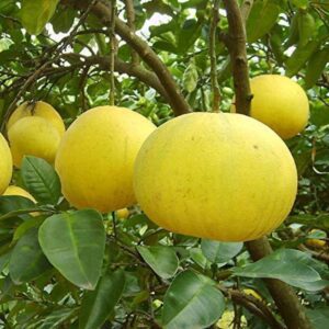Puspita Nursery Batabi Lemon Plant, Fresh Citrus Tree for Home Garden