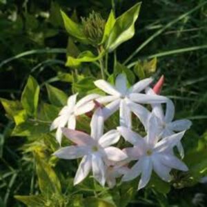 Puspita Nursery Star Jasmine Vine Plant for Fragrant Flowers and Home Gardens