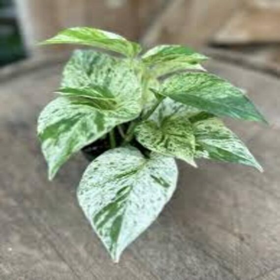 Puspita Nursery "Snow Queen Pothos – Elegant Indoor Vine with Stunning White Variegation"