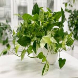 Puspita Nursery "Marble Queen Pothos – Low Maintenance Indoor Plant with Striking Variegated Foliage"