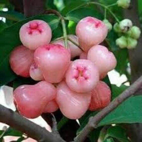 Puspita Nursery Pink Water Apple Plant - Live Tropical Fruit Tree for Home & Garden