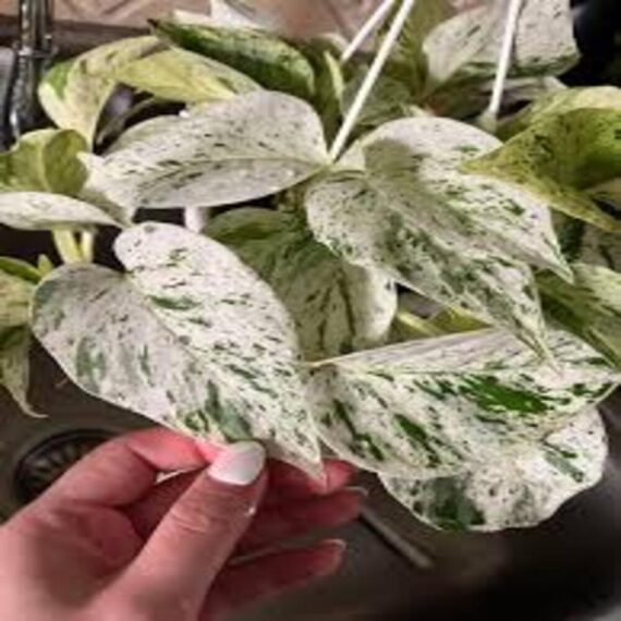 Puspita Nursery "Snow Queen Pothos – Elegant Indoor Vine with Stunning White Variegation"