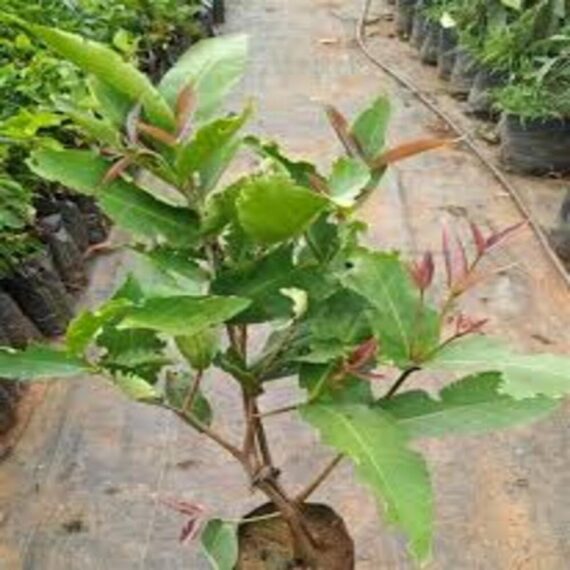 Puspita Nursery Red Water Apple Plant - Live Fruit-Bearing Tree for Home & Garden