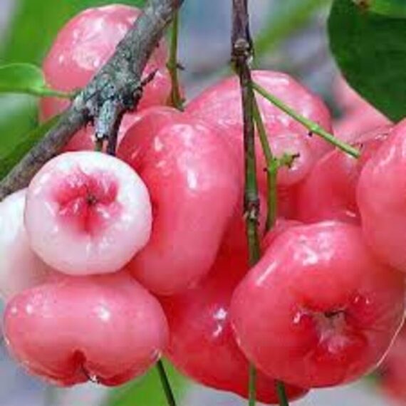 Puspita Nursery Pink Water Apple Plant - Live Tropical Fruit Tree for Home & Garden