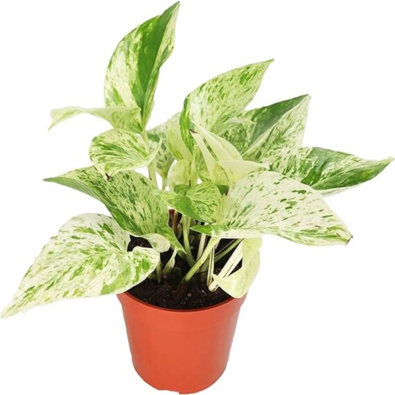 Puspita Nursery "Snow Queen Pothos – Elegant Indoor Vine with Stunning White Variegation"