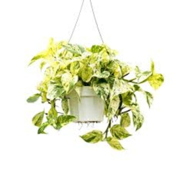 Puspita Nursery "Snow Queen Pothos – Elegant Indoor Vine with Stunning White Variegation"