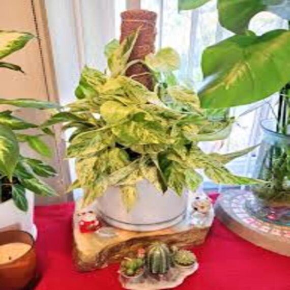 Puspita Nursery "Snow Queen Pothos – Elegant Indoor Vine with Stunning White Variegation"