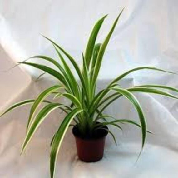 Puspita Nursery "Ocean Spider Plant – Vibrant Green and White Indoor Houseplant