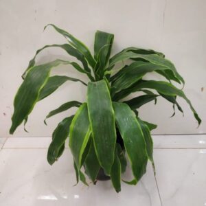 Puspita Nursery "Dorado Dracaena – Low Maintenance Indoor Plant for Home & Office Decor"