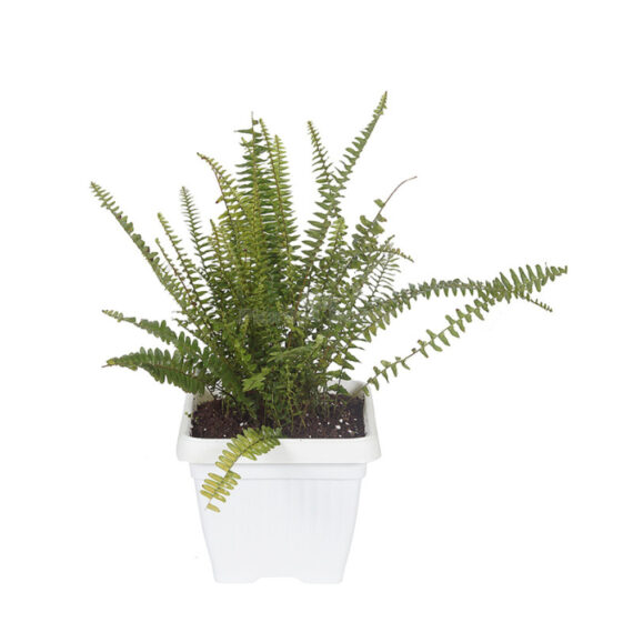 sword fern