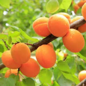 Puspita Nursery Apricot Fruit Plant