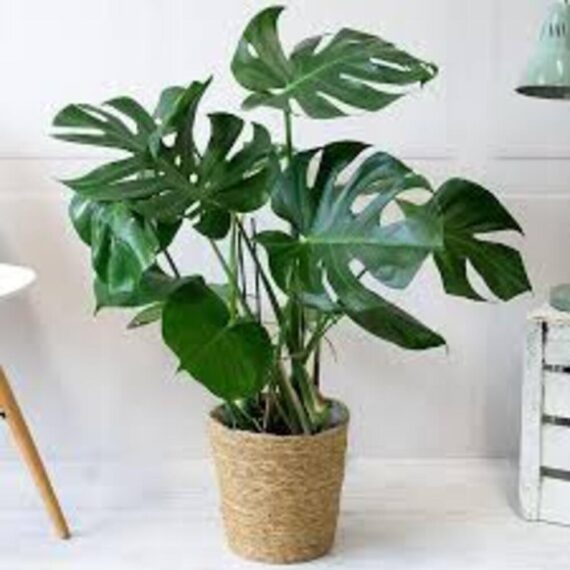 Puspita Nursery "Large Swiss Cheese Plant – Monstera Deliciosa with Unique Split Leaves