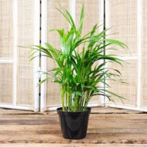 Puspita Nursery "Bamboo Palm – Lush Indoor Houseplant with Elegant, Bamboo-Like Stems