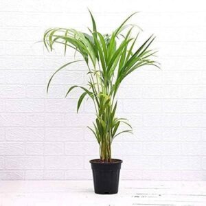 Puspita Nursery "Yucca Palm Tree – Easy Care Indoor Plant, Perfect for Home or Office"