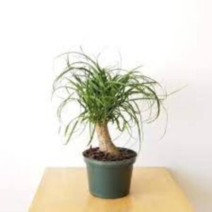 Puspita Nursery "Ponytail Palm Tree – Drought-Tolerant Succulent for Stylish Indoor Decor"