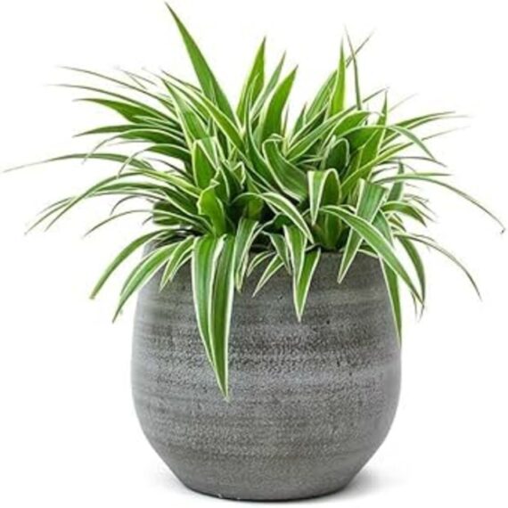 Puspita Nursery "Ocean Spider Plant – Vibrant Green and White Indoor Houseplant