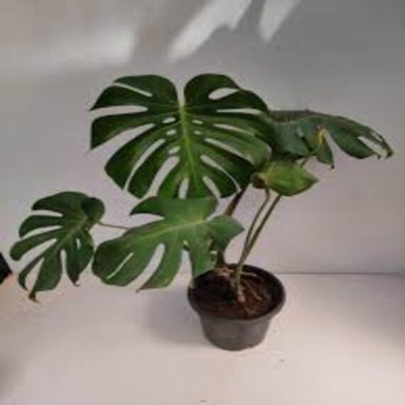 Puspita Nursery "Large Swiss Cheese Plant – Monstera Deliciosa with Unique Split Leaves