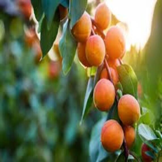 Puspita Nursery Apricot Fruit Plant