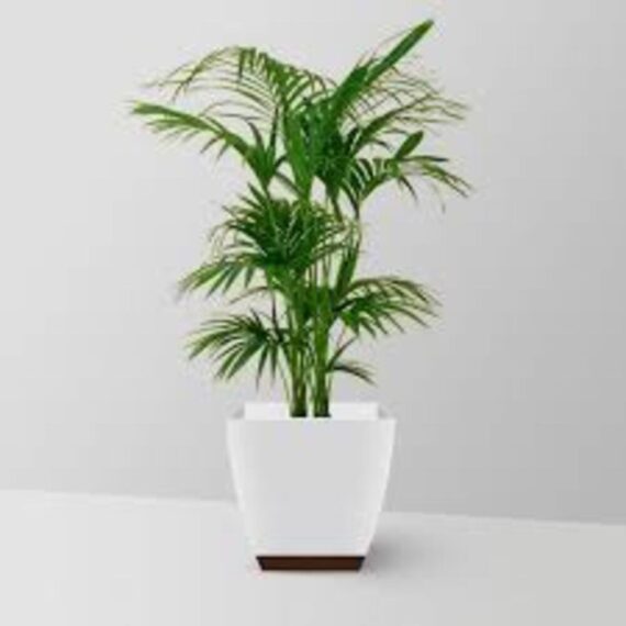 Puspita Nursery "Bamboo Palm – Lush Indoor Houseplant with Elegant, Bamboo-Like Stems