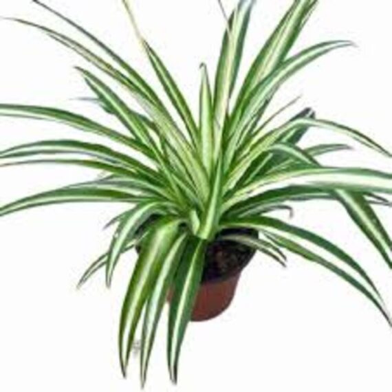 Puspita Nursery "Ocean Spider Plant – Vibrant Green and White Indoor Houseplant