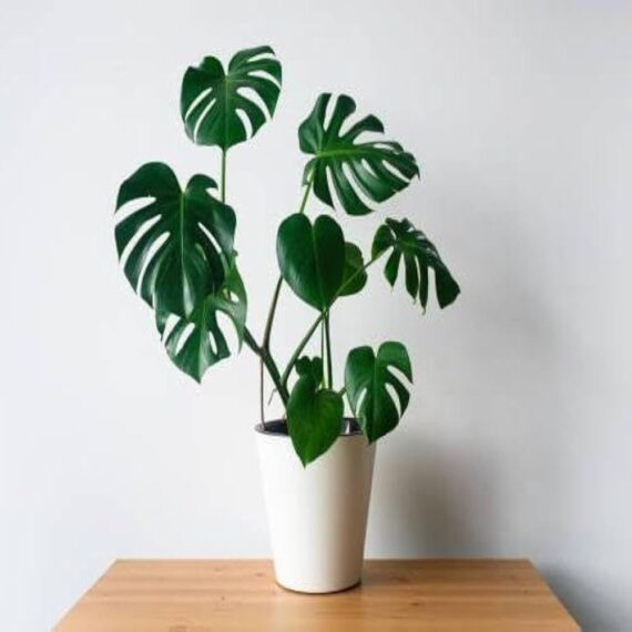 Puspita Nursery "Large Swiss Cheese Plant – Monstera Deliciosa with Unique Split Leaves