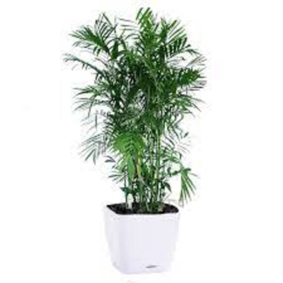 Puspita Nursery "Bamboo Palm – Lush Indoor Houseplant with Elegant, Bamboo-Like Stems