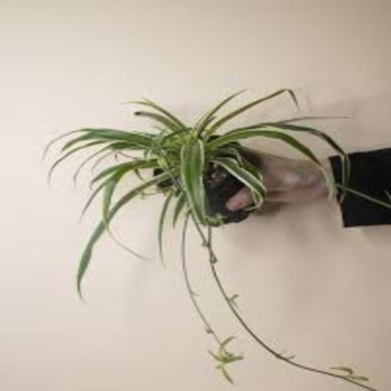 Puspita Nursery "Ocean Spider Plant – Vibrant Green and White Indoor Houseplant