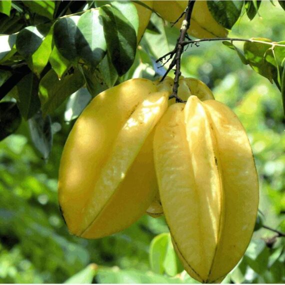 Puspita Nursery Thai Star Fruit Sweet Kamrakh Plant