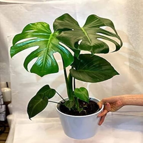 Puspita Nursery "Large Swiss Cheese Plant – Monstera Deliciosa with Unique Split Leaves