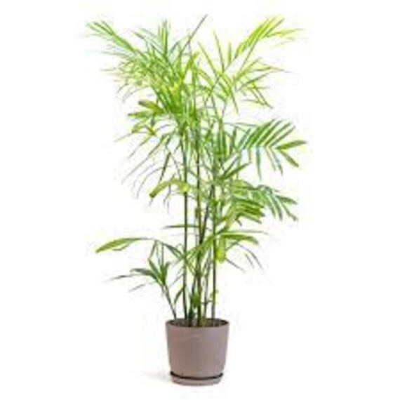 Puspita Nursery "Bamboo Palm – Lush Indoor Houseplant with Elegant, Bamboo-Like Stems