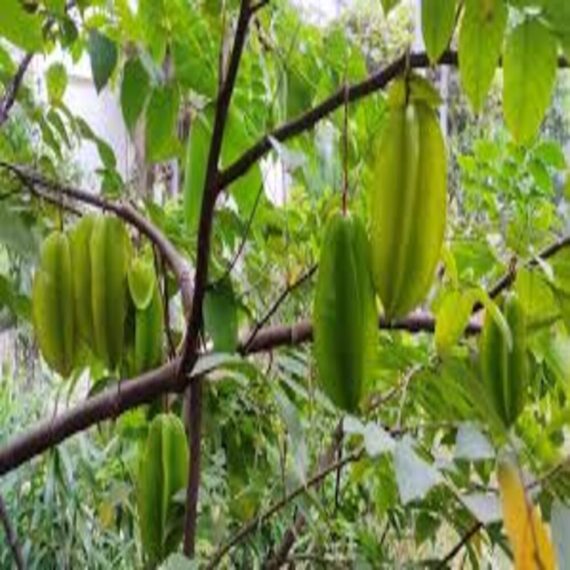 Puspita Nursery Thai Star Fruit Sweet Kamrakh Plant